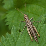 Insects